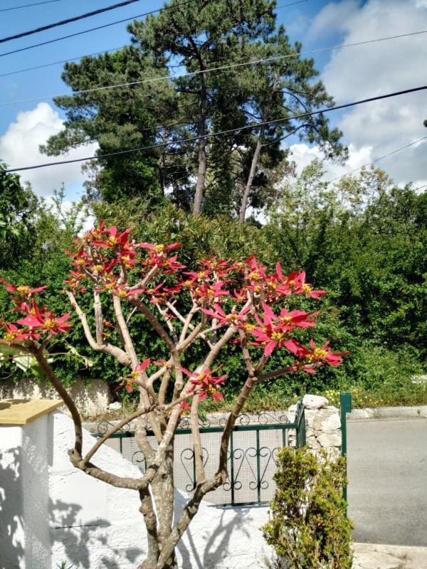 Casa De Campo Em Sesimbra Ngoại thất bức ảnh